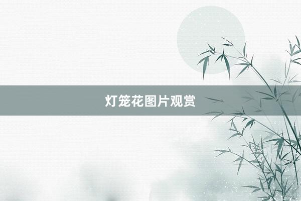 灯笼花图片观赏